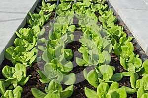 Organic butter bead plant with drip irrigation system