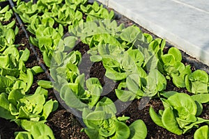 Organic butter bead plant with drip irrigation system