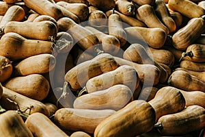 Organic Butternut Squash for sale in a bin at the farmer`s market