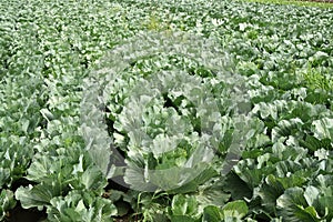 Organic Cabbage