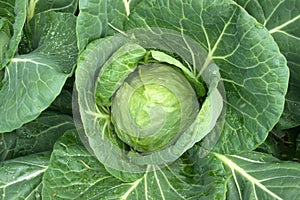 Organic cabbage