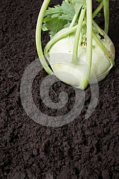 Organic cabbage kohlrabi turnip