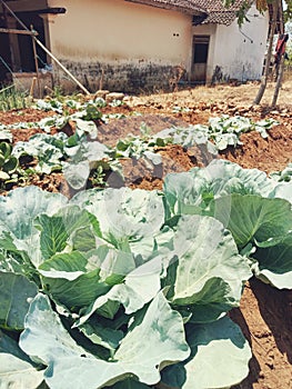 ORGANIC CABBAGE IN THE MARGINAL LAND