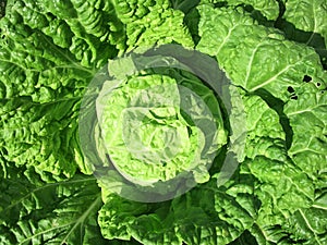 Organic Cabbage plant
