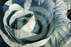 Organic cabbage production