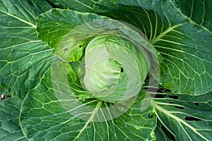 Organic cabbage salad head, brassica olearaceae