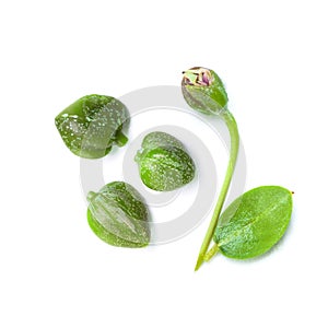 Organic capers on white. Caper plant, green leaves