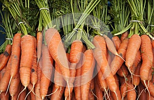 Organic carrot photo