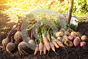Organic carrot, beetroot, and potatoes in sunlight. Autumn harvest of different fresh raw vegetables on soil in garden