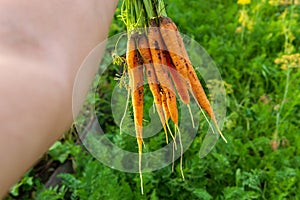 Organic carrot crop. organic vegetables growing. selective focus