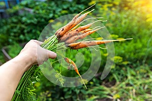 Organic carrot crop. organic vegetables growing. selective focus