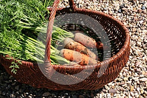 Organic carrot from rural permaculture