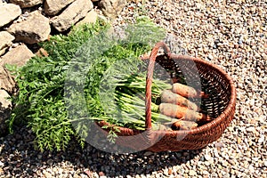 Organic carrot from rural permaculture