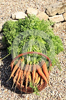 Organic carrot from rural permaculture