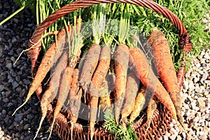 Organic carrot from rural permaculture