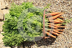 Organic carrot from rural permaculture