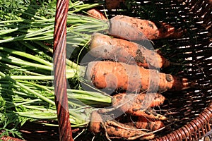 Organic carrot from rural permaculture i
