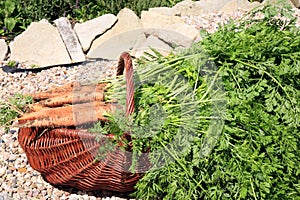 Organic carrot from rural permaculture
