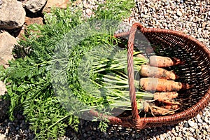 Organic carrot from rural permaculture