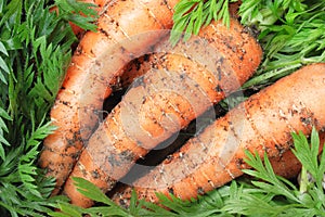 Organic carrots