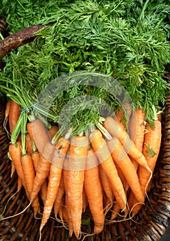 Organic Carrots