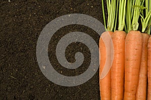 Organic carrots