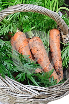 Organic carrots in basket