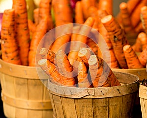 Organic Carrots in Basket