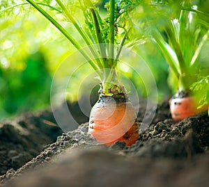 Eine Karotte. eine Karotte wachsend 