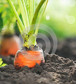 Organic Carrots. Carrot Growing