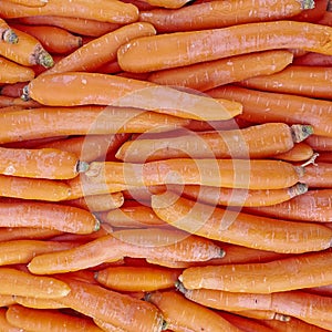 Organic carrots closeup