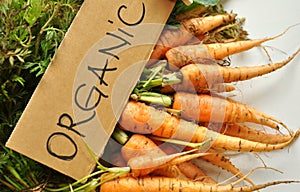 Organic , real veggies : carrots photo