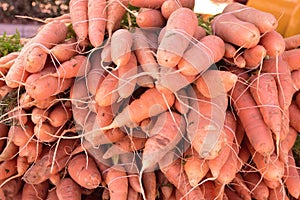 Organic carrots, short and stubby at the local farmer's market, no pesticides