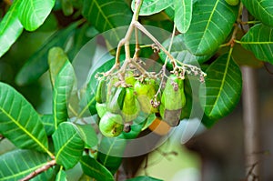 Organic Cashew Nuts