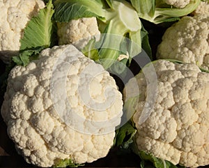 Organic Cauliflower