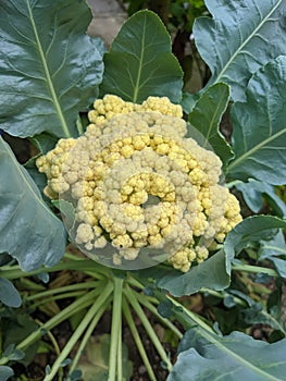 Organic Cauliflower in the backyard
