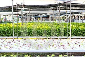Organic celery Apium graveolens or Khuen-chai and Green red oak lettuce with hydroponic system planting in vegetable farm