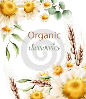 Organic chamomiles flowers with green leaves and wheat spike