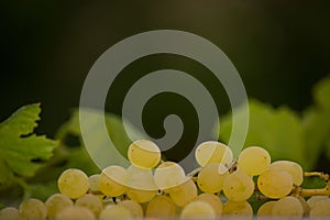Organic Chenin Blanc Wine Grapes in California 2
