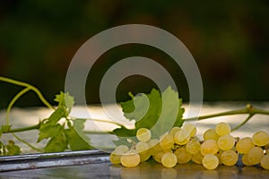 Organic Chenin Blanc Wine Grapes in California 5