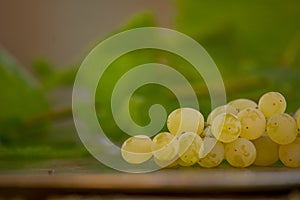 Organic Chenin Blanc Wine Grapes in California