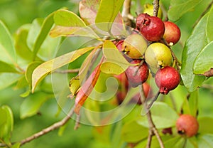 Organic Cherry Guava Fruit photo