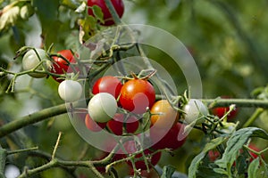 Organic Cherry Tomato Farming