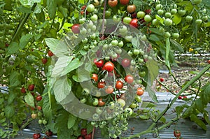 Organic Cherry tomato growing in Green house