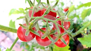 Organic Cherry Tomatoes. Cherry tomatoes. Tomatoes plant.