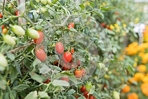 Organic cherry tomatoes in a greenhouse at harvest