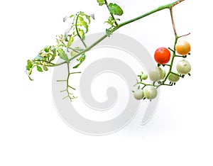 organic cherry tomatoes, isolated on white background