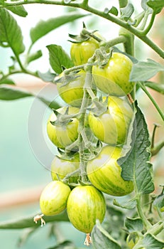 Organic cherry tomatoes on the vine
