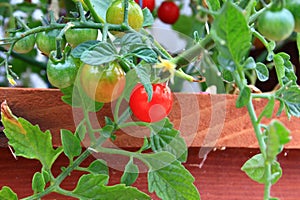 Organic Cherry Tomatoes on the vine