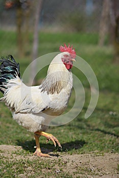 Organic chicken breeding photo